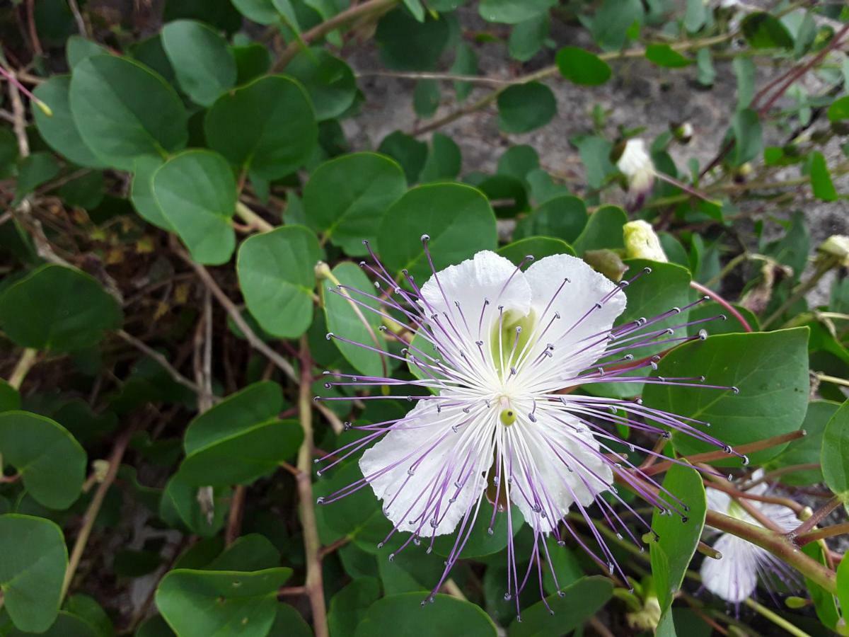 לינה וארוחת בוקר צ'לייה מספיקה Il Giardino Di Viola מראה חיצוני תמונה